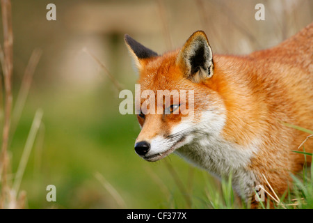 Close-up of a red fox (vulpes vulpes). Stock Photo
