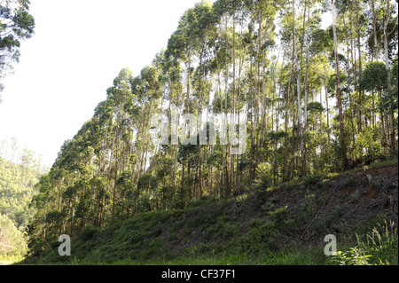 Stand of tall Blue Gum trees in the sunlight, part of a plantation South Africa Stock Photo