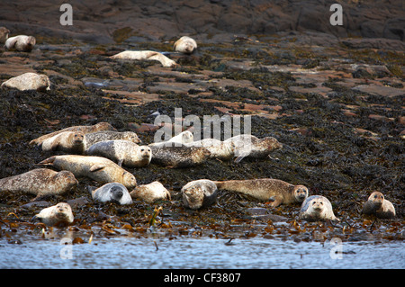 Grey seals on the shore at Flodigarry Island. Stock Photo