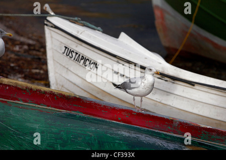 Fishing boat and gull in Ullapool harbour. Stock Photo