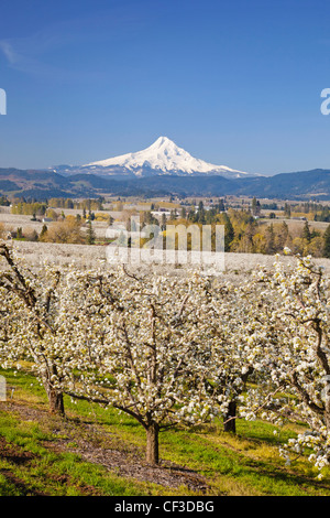 USA, Oregon, Columbia Gorge. Apple orchards in spring Stock Photo - Alamy