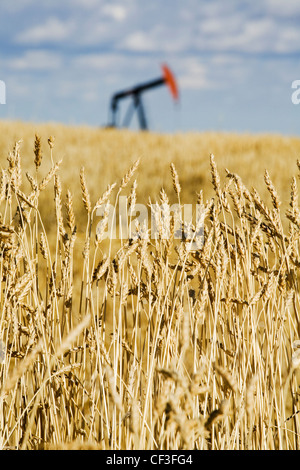 Pump jack in wheat field near Carstairs Alberta. Stock Photo