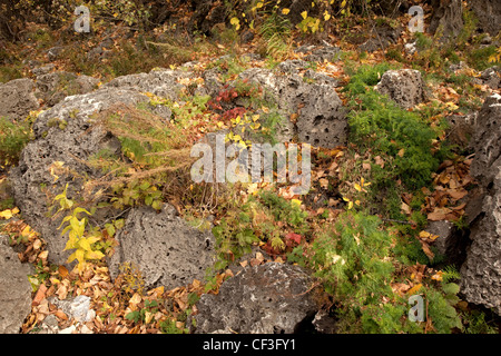 Stones among fallen down leaves Stock Photo