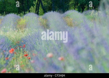 Rows of lavender and poppies in a field near Apt, the Luberon, Provence, France Stock Photo
