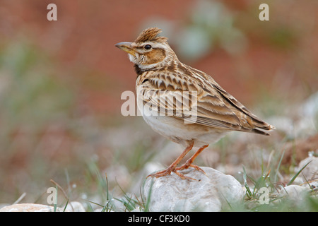 Bimaculated Lark, Melanocorypha bimaculata Stock Photo