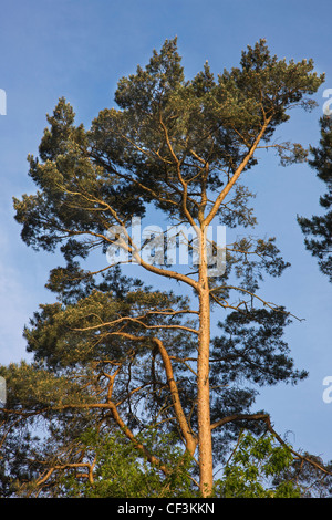 Tree top of Scots Pine (Pinus sylvestris), Belgium Stock Photo