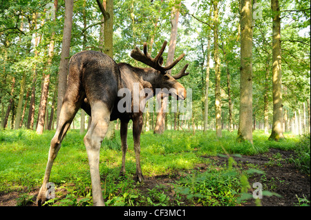 Elk, Alces alces, Wildpark Alte Fasanerie Hanau, Hesse, Germany, Europe Stock Photo
