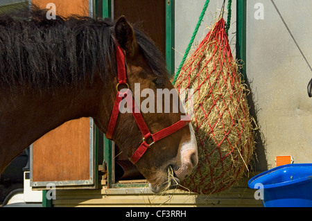 A Shire horse eating hay at Gargrave Show, an annual country show near Skipton. Stock Photo