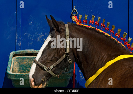 A Shire horse with a decorated mane at Gargrave Show, an annual country show near Skipton. Stock Photo