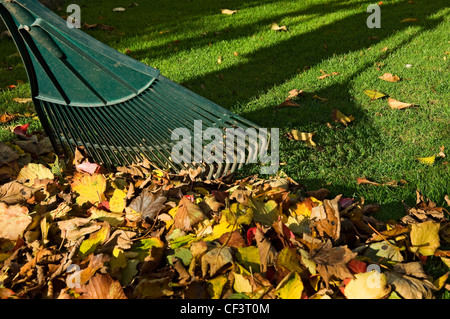 Shadow of a man raking up leaves on a lawn with a plastic rake in autumn. Stock Photo
