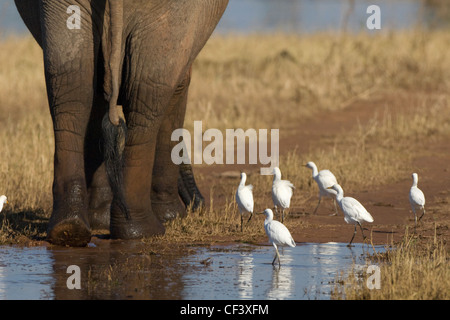 Cattle egret Bubulcus ibis eating insects near elephants feet scavenging Stock Photo