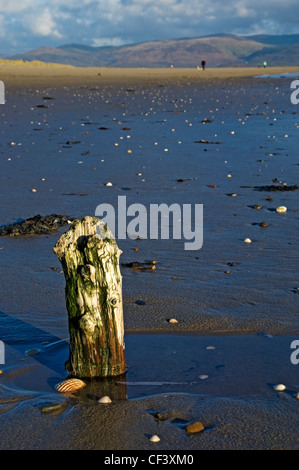 An old wooden post on the beach at Aberdovey on the north side of the estuary of the River Dyfi. Stock Photo