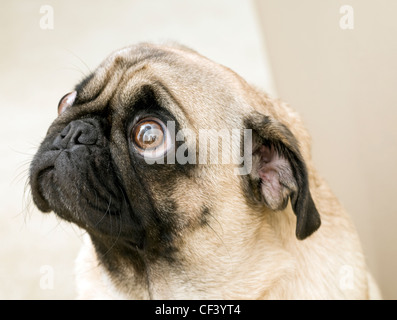 Pug Begging, Looking up at You. Stock Photo