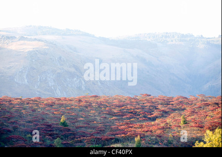 Flowering Msasa trees in Zimbabwe's eastern highlands Stock Photo