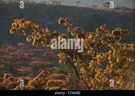 Flowering Msasa trees in Zimbabwe's eastern highlands Stock Photo