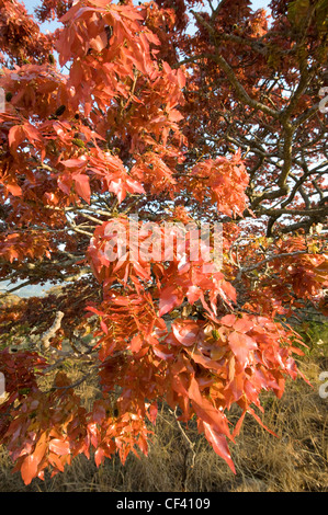 Flowering Msasa's in Zimbabwe's Eastern Highlands Stock Photo