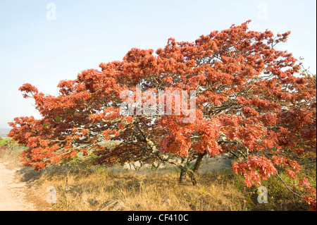 Flowering Msasa's in Zimbabwe's Eastern Highlands Stock Photo