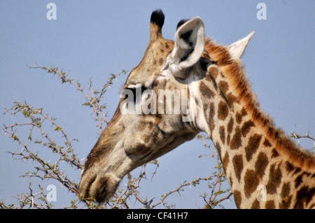 Giraffe grazes on a treetop in Africa Stock Photo