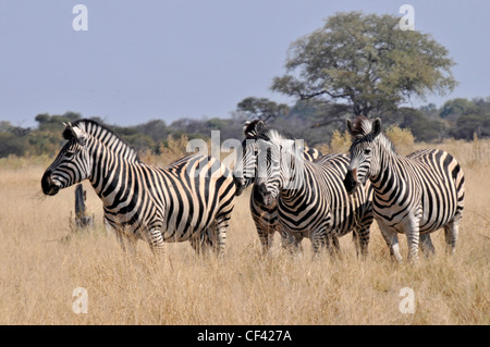 zebras in africa, Savuti, Maun, Moremi, Xakanaxa Stock Photo