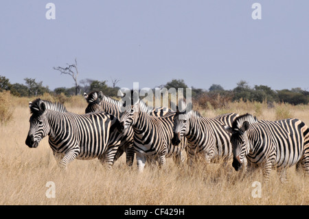 Herd of zebras in Africa Savuti, Maun, Moremi, Xakanaxa Stock Photo