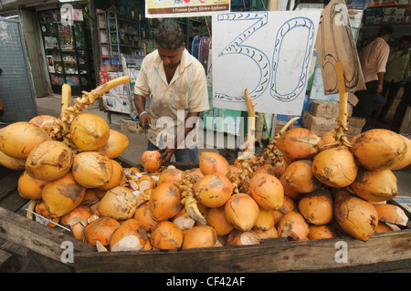 coconuts for sale in the Pettah Bazaar market in Colombo, Sri Lanka Stock Photo