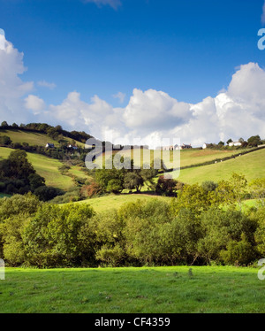 View across a lush green valley towards the Dorset village of Birdsmoorgate. Stock Photo