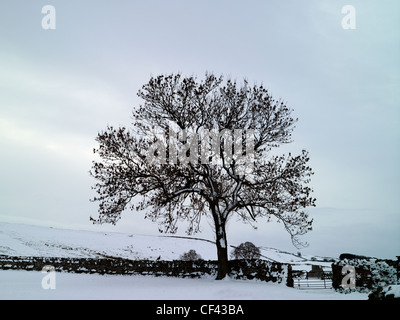 Snow covering the ground by a tree and traditional drystone wall in a remote corner of the Yorkshire Dales in Winter. Stock Photo