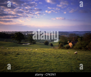 Sheep grazing in a field in the Kent countryside. Stock Photo