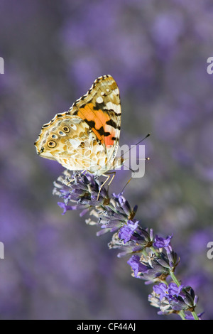 Painted Lady Butterfly resting on  Lavender, Provence, France Stock Photo