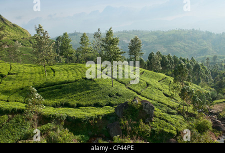 beautiful tea plantation scenery near the Lipton Seat, Haputale, in the hill country of Sri Lanka Stock Photo