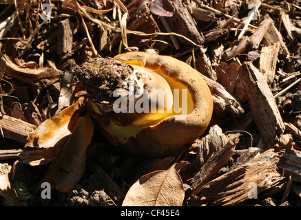 Oak Bolete, Boletus appendiculatus, Boletaceae. Stock Photo