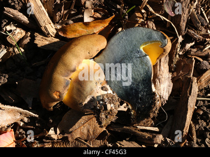 Oak Bolete, Boletus appendiculatus, Boletaceae. Stock Photo