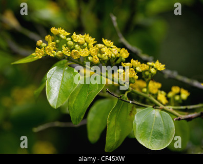 Jerusalem Thorn, Garland Thorn, Christ's Thorn, or Crown of Thorns, Paliurus spina-christi, Rhamnaceae. South East Europe, Asia. Stock Photo