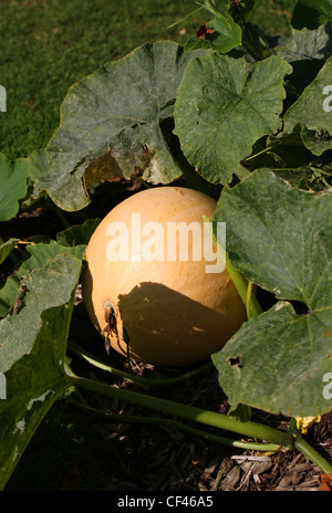 Field Pumpkin, Cucurbita pepo, Cucurbitaceae. Aka Autumn Pumpkin, Bitter Bottle Gourd, Edible Summer Squash, Marrow, Squash. Stock Photo