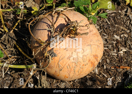 Field Pumpkin, Cucurbita pepo, Cucurbitaceae. Aka Autumn Pumpkin, Bitter Bottle Gourd, Edible Summer Squash, Marrow, Squash. Stock Photo