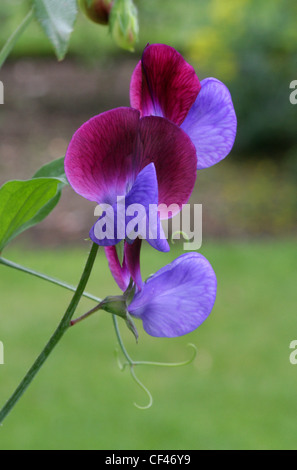 Sweet Pea, Lathyrus odoratus, Fabaceae. Native to Eastern Mediterranean. Popular Cultivated Flower. Stock Photo