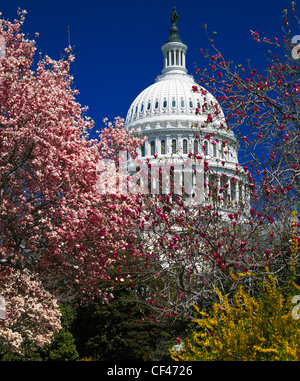Capitol building at spring blossom magnolia tree, Washington DC. U.S ...