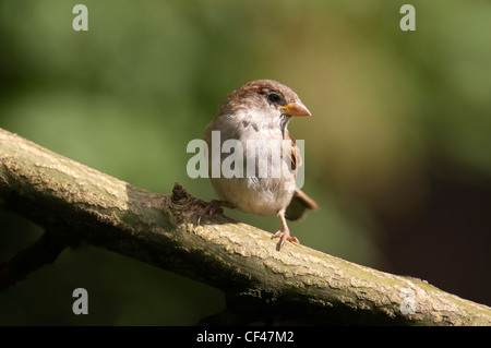 Female house sparrow sitting on branch. Stock Photo