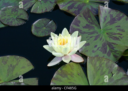 Hardy Water Lily, Nymphaea x marliacea 'Chromatella', Nymphaeaceae. Stock Photo