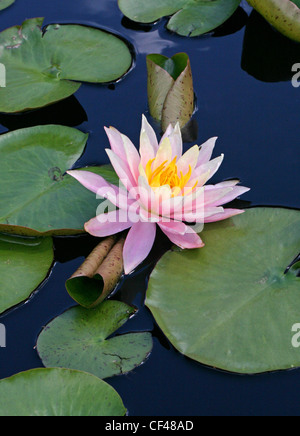 Hardy Water Lily, Nymphaea 'Peace', Nymphaeaceae. Stock Photo