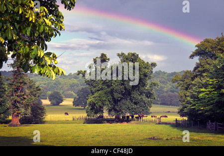 A rainbow stretching over cattle grazing in the Kent countryside. Stock Photo