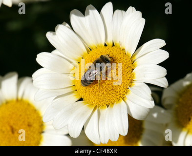 Yellow-legged Mining Bee, Andrena flavipes, Andreninae, Andrenidae, Apoidea, Apocrita, Hymenoptera. Margarita Flower. Stock Photo