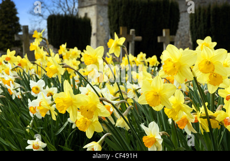 Daffodils in a churchyard. Stock Photo