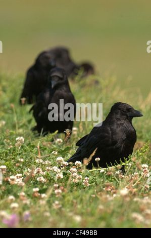 GROUP OF CARRION CROWS corvus corone AMONGST FLOWERS. SUMMER.UK Stock Photo
