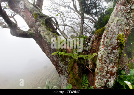 Country road, trees and ferns in the mist St Helena Island in the South Atlantic Ocean Stock Photo