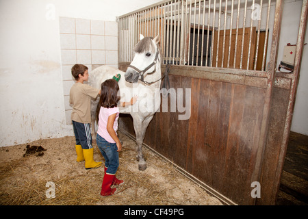 Little kids - boy and girl - grooming, cleaning aand taking care of a horse in a horse stall.
