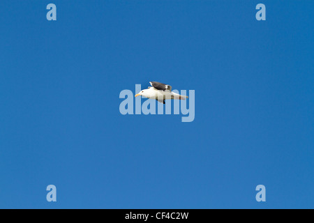 A seagull flying Stock Photo