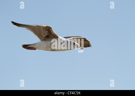 A seagull flying Stock Photo