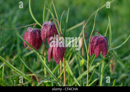 Snake's Head Fritillaries in morning dew, Wiltshire, England, UK.