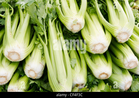 Freshly harvested green celery stalks on display at the farmers market Stock Photo
